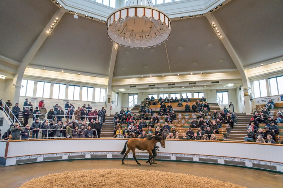 Tattersalls July Sale: Deutsche Käufer in Newmarket aktiv